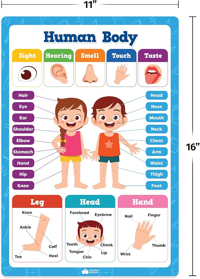 Classroom Educational Posters - 20pcs 16” x 11” - Teacher Classroom Must Haves Supplies Essentials - ABC Alphabet Poster School Supplies - Elementary Kindergarten Preschool Learning Activities